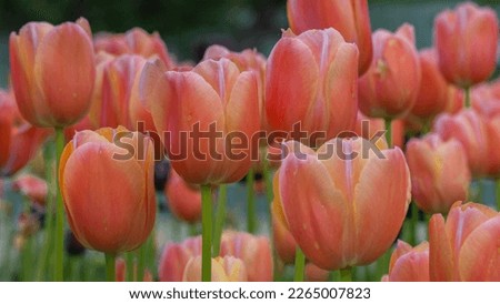 Pink Color Tulips Blooming In A Public Park, Garden, Backyard, Desktop Wallpaper