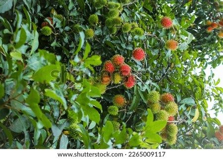 Unripe rambutan fruit is green, and red when ripe with a round shape and thick hairy skin, around which there are dense leaves.
