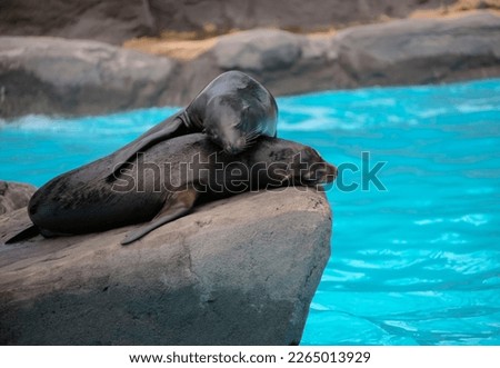 Fur seals rest during the day on high rock on the ocean. Two eared seals or southern fur seals sleep on rocky rookery. Royalty-Free Stock Photo #2265013929