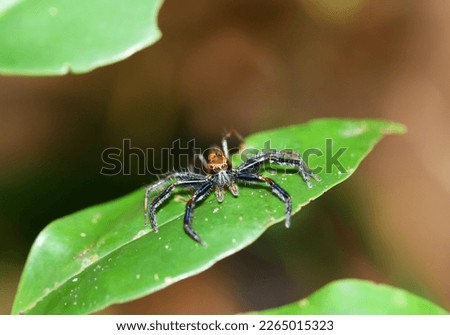 spider on a leaf in the forest