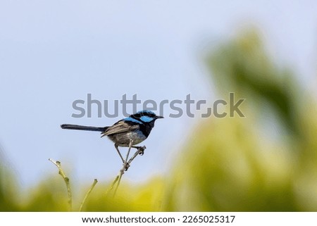 Adult male Superb fairy wren, malurus cyaneus, against blue sky background with space for text. Great Ocean Road, Australia. 