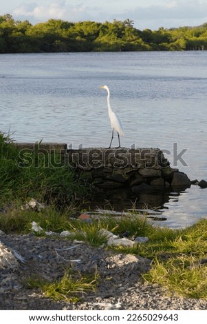 A white heron standing on the riverbank. Preparation for hunting.