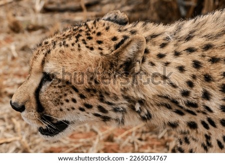 A cheetah in a game reserve