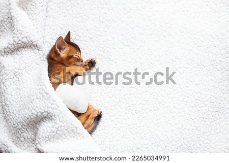 Сute little red kitten sleeping on a fluffy white blanket . Sweet Abyssinian ruddy kitten with plush heart. Image for veterinary clinic or pet shop. Selective focus.