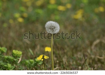 A collection of the dandelion flowers and seeds.