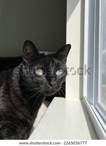 Black cat looking out a window