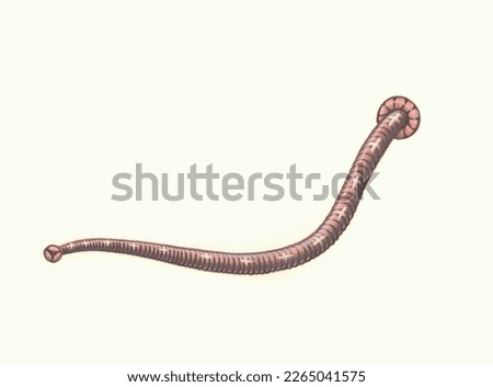 Realistic color scientific illustration of Piscicolidae, jawless leech, parasitic on fish isolated on the white background