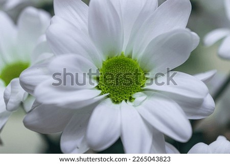 white chrysanthemum flowers, bunch of cut natural flowers, close-up