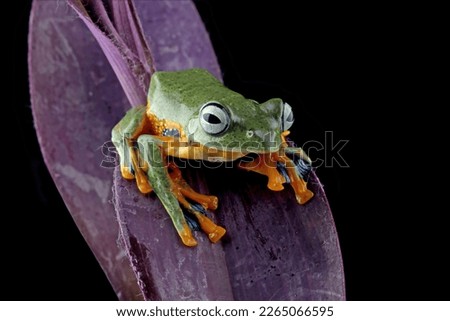 Flying frog sitting on Tradescantia Pallida plant, javan tree frog front view, Rhacophorus reinwardtii, Animal closeup