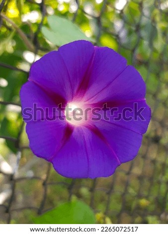 Bright lilac Ipomoea flower close-up on a fence grid.