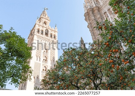 Giralda of Sevilla from the orange  trees garden