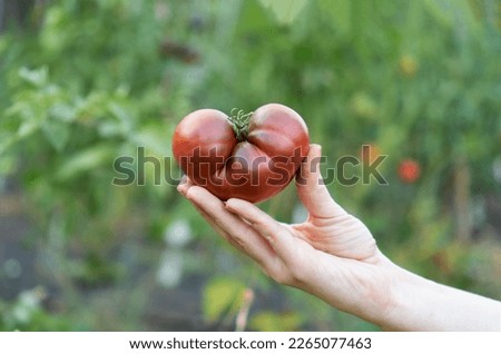 Farmer holds in his hands brown purple heirloom tomatoes Black Crimea. Organic fresh produce on sale at the local farmers market. Assortment, Gardening and agriculture concept. Woman farm worker hand Royalty-Free Stock Photo #2265077463