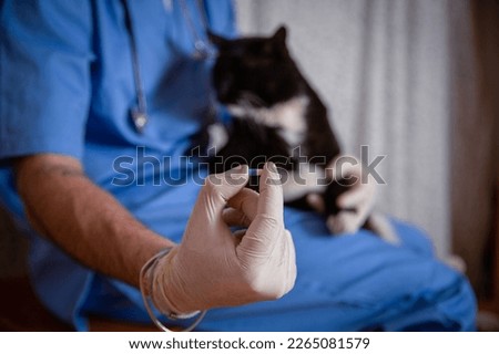 Close-up of a medicine given to a cat during a home doctor visit, copy space on the right. Royalty-Free Stock Photo #2265081579