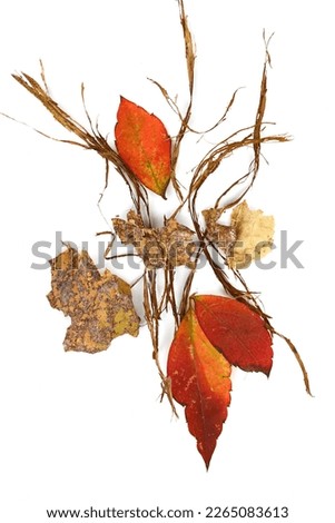 autumn elements concept. autumn elements isolated, branches leaves. Nature materials isolated on white background with autumn leaves