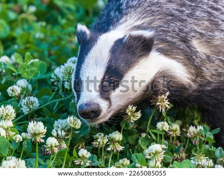 Badger Foraging in the Grass