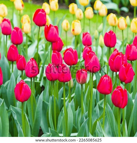 Pink red blooming tulips field. Beautiful flowers in a Dutch tulip park