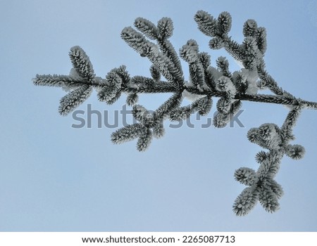 Rime frost on 
spruce branch