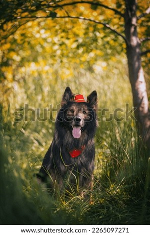 
German Shepherd. Purebred dog. Dog training. Smart dog. Portraits of dogs. Fun with animals.  Photo sessions on a summer meadow. Funny German Shepherd. Sweet dog. Favorite. Lovely pose.