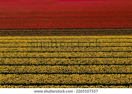 Aerial drone view red and yellow tulip fields on sunny day in countryside Keukenhof flower garden Lisse Netherlands. Happy kings day.