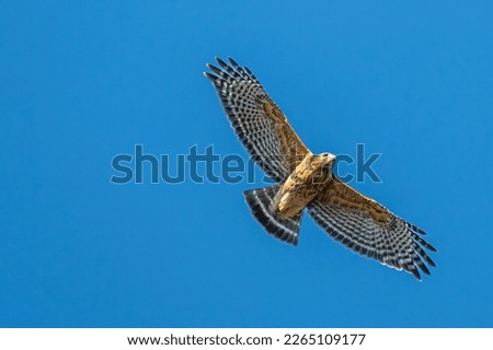 A Red-Shouldered Hawk in Flight in Winter. Royalty-Free Stock Photo #2265109177