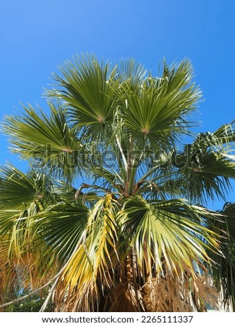 Caribbean palm tree with blue sky
