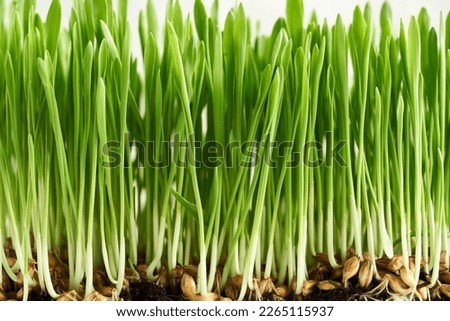 Fresh young green barley grass blades growing in soil, closeup