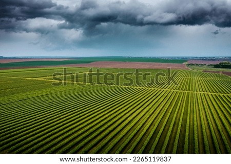 Splendid scene of green rows of black currant bushes and dark clouds. Scenic image of agronomic industry. Agrarian region of Ukraine, Europe. Aerial photography. Photo wallpaper. Beauty of earth.