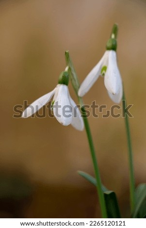A common snowdrop. Also named  fair maids of february, little sister of the snows, purification flower, cadlemas bells, cadlemas lily or common bells. White flower. Selective focus. Galanthus nivalis. Royalty-Free Stock Photo #2265120121