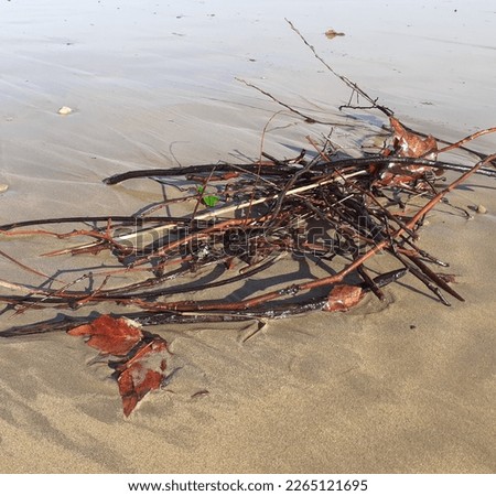 composition of branches and leaves brought by the tide to the beach