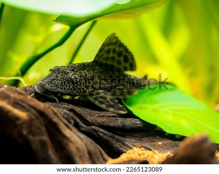suckermouth catfish or common pleco (Hypostomus plecostomus) isolated in a fish tank with blurred background