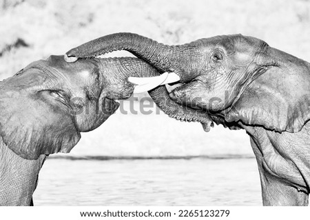 Two African elephants wrestling each other.  A high key black and white image.