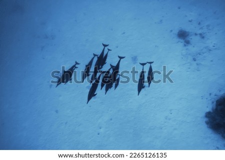 dolphins underwater photo, sea water wildlife