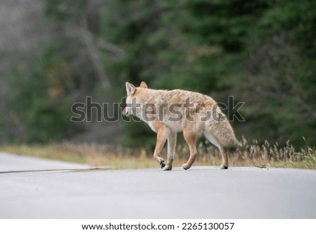 Wild Coyote Prairies Canada Saskatchewan on the hunt Royalty-Free Stock Photo #2265130057