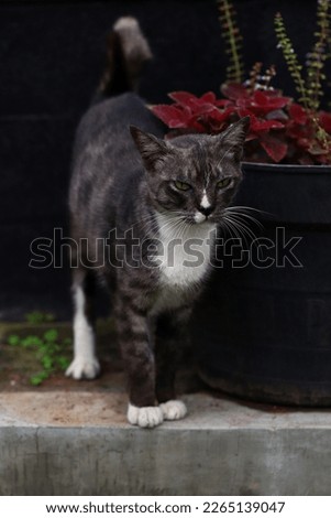 A black cat standing and looking at something beside pot in the garden 