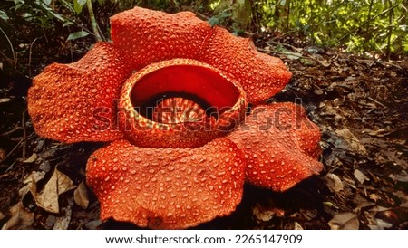 Rafflesia arnoldii, the corpse flower[2] or giant padma,[3] is a species of flowering plant in the parasitic genus Rafflesia. It is noted for producing the largest individual flower on Earth.[ Royalty-Free Stock Photo #2265147909