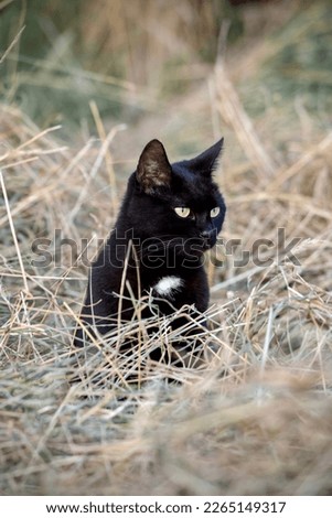 Black cat with a grumpy face sits in deep summer grass.