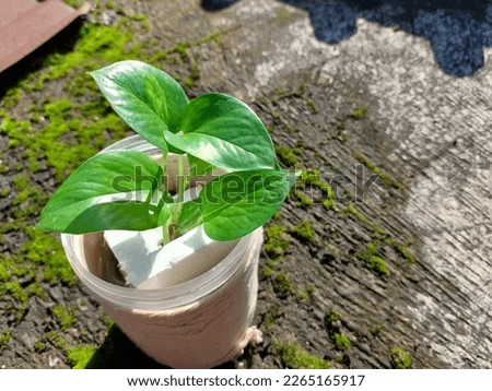 a green leafy aquatic plant in a brown jar that is great for home decoration