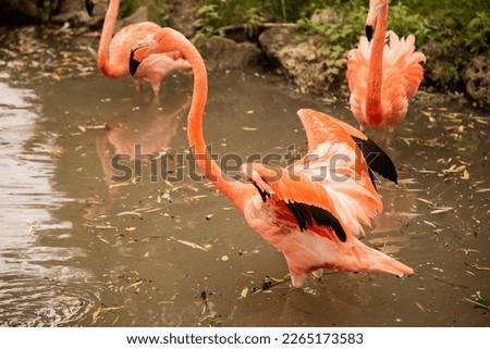 An American flamingo bird stretches its wings in an attempt to fly Royalty-Free Stock Photo #2265173583
