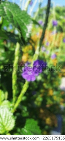 Blurred background of pecut kuda or stachytarpheta cayenneensis garden. This plant includes wild plants that live in Indonesia.