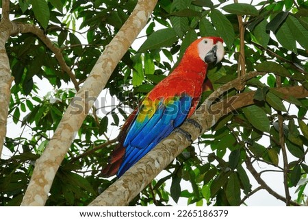 Red and Green Macaw (Ara chloropterus, Psittacidae) on an Inga Edulis tree with long pods and sweet coated fruits inside, also called ice-cream beans. Wildlife image in Amazon rainforest, Brazil. Royalty-Free Stock Photo #2265186379