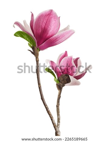 Purple magnolia flower, Magnolia felix isolated on white background, with clipping path Royalty-Free Stock Photo #2265189665