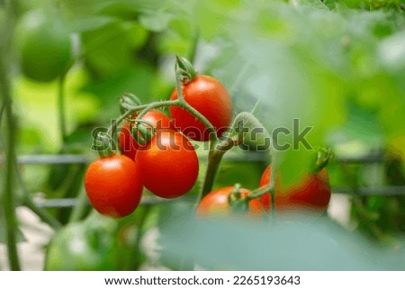 Grape Tomatoes - 'Principe Borghese' variety - growing on the vine in an organic home garden Royalty-Free Stock Photo #2265193643