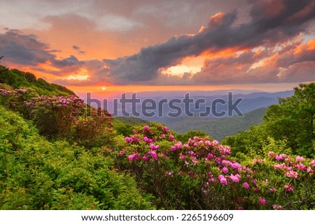The Great Craggy Mountains along the Blue Ridge Parkway in North Carolina, USA with Catawba Rhododendron during a spring season sunset. Royalty-Free Stock Photo #2265196609
