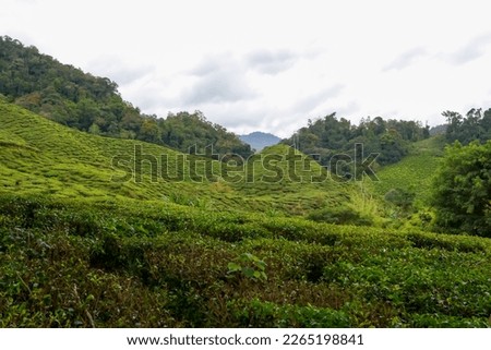 Tea plantation landscape in Cameron highlands, Malaysia. Green Tea garden mountain range. Ecological assam tea garden. Tea plantation terrace and texture