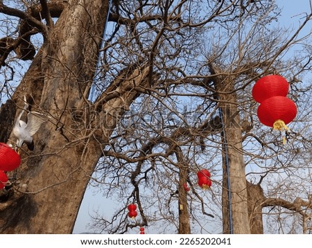 Century-old Ancient tree hangs red lanterns in a Chinese village