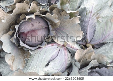 green colored healthy fresh cabbage on farm for harvest are cash crops
