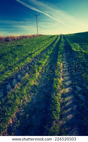 vintage photo of green cereal field