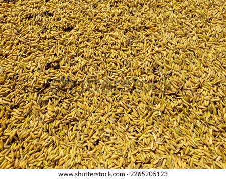 grain or grain that is being dried in the sun