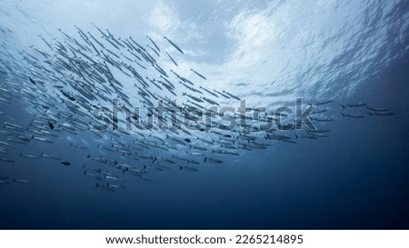 School of Barracuda fish in the blue ocean. Large group of marine life swimming together in Andaman Sea, Thailand. Royalty-Free Stock Photo #2265214895