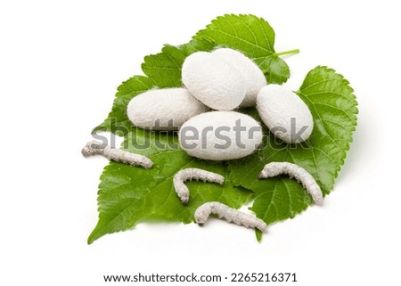 silk cocoons and silkworm larvae on mulberry leaves. Royalty-Free Stock Photo #2265216371